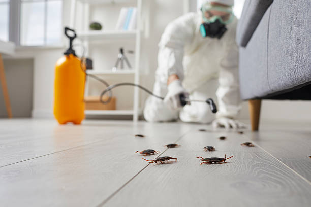 Trusted Rodent Control service in East Harwich, MA - Nex Pest Control